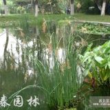 地被植物水蔥，水蔥種苗，別名夫蘺、蔥蒲、莞草