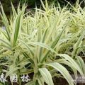 供应水生植物花叶芦苇（花叶芦竹），又名斑叶芦竹、彩叶芦竹