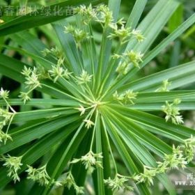 水生植物旱伞草，旱伞草苗，别名伞草、水棕竹、风车草