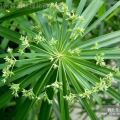 水生植物细叶莎草，细叶莎草苗，莎草苗，细叶莎草基地