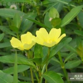 黄花水龙，黄花水龙苗，黄花水龙基地，江苏水生植物