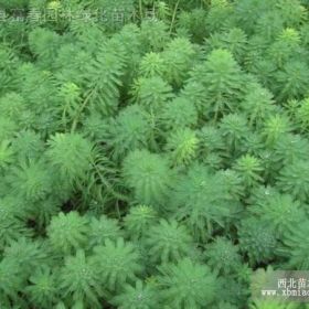 供应水生植物聚草，又名泥茜、穗状狐属藻