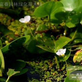 水生植物水鳖，别称马尿花，芣菜、水鳖苗，江苏水鳖