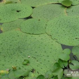 水生植物芡实，芡实，又名鸡头米、鸡头苞，芡实基地，沭阳芡实