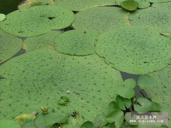 水生植物芡實,芡實,又名雞頭米,雞頭苞,芡實基地,沭陽芡實