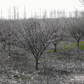 榆叶梅低价供应，榆叶梅小苗，榆叶梅大苗榆叶梅价格，榆叶梅基地