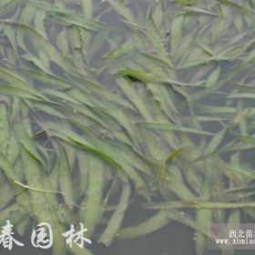 供应水生植物伊乐藻，苏北伊乐藻直销基地