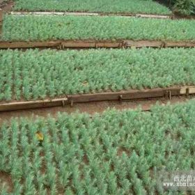 优价供应雪松小苗，雪松小苗价格，雪松小苗详细报价，小苗基地