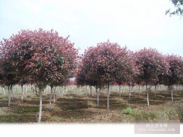 紅葉石楠，香樟，截桿香樟