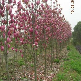 供应紫玉兰、白玉兰、黄玉兰