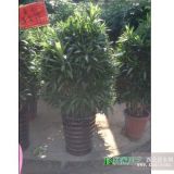 植物出租及養(yǎng)護(hù)租花賣(mài)花