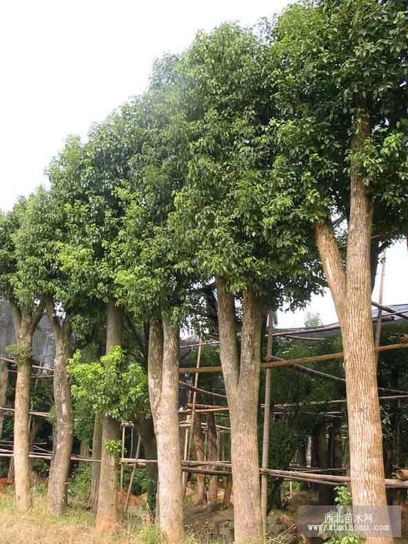 截桿香樟，骨架香樟，移栽香樟