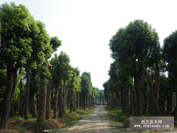 截杆移栽香樟，骨架移栽香樟