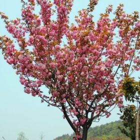 樱花小苗，日本樱花，樱花苗，樱花树苗，湖南樱花价格