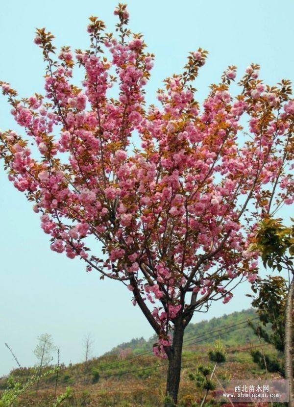 櫻花小苗，櫻花樹苗，日本櫻花