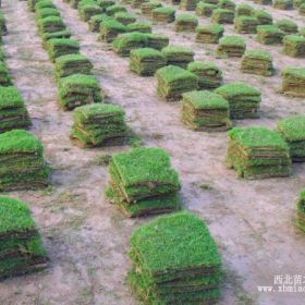 湖南马尼拉草皮，湖南马尼拉草坪，湖南草皮价格，湖南草坪价格