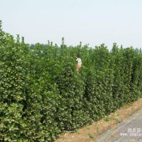 青州北海道黄杨，天津北海道黄杨，北京北海道黄杨价格，河北天津