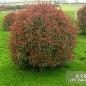 南京紅葉石楠價格 紅葉石楠小苗價格 營養(yǎng)缽紅葉石楠