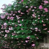 花木基地，薔薇花苗，爬藤薔薇，爬墻梅基地高35-200厘米