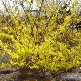 江苏迎春花价格，江苏沭阳迎春花基地大小苗10万棵，质优价优