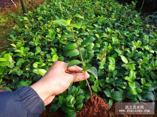 湖南茶花小苗，湖南茶花球