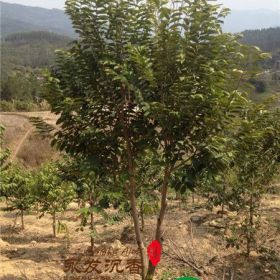 哪里的沉香树种植基地技术专业？沉香树苗移植要点