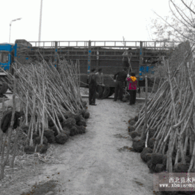 沭阳流苏小苗，流苏价格，流苏基地报价，桂花嫁接底苗