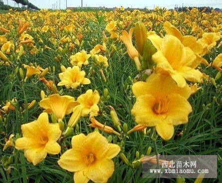 大花萱草