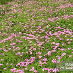 地被石竹直销 地被石竹货源充足