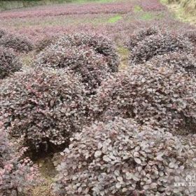 红叶继木球直销 红叶继木球货源充足