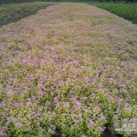 金山绣线菊直销 金山绣线菊货源充足