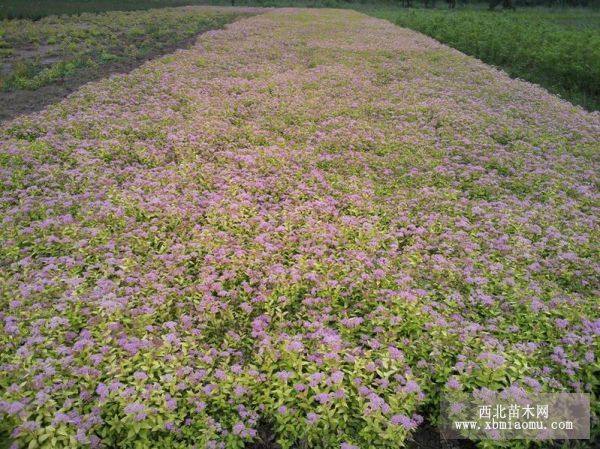 金山绣线菊