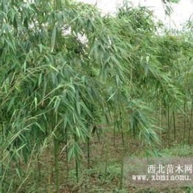 雷竹直销 雷竹货源充足