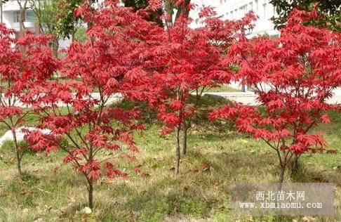 日本红枫