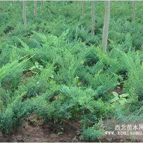 沙地柏直销 沙地柏货源充足