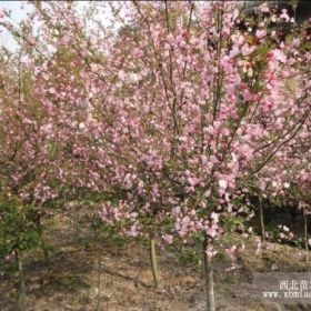 江苏垂丝海棠价格，江苏沭阳垂丝海棠价格，垂丝海棠小苗常年销售