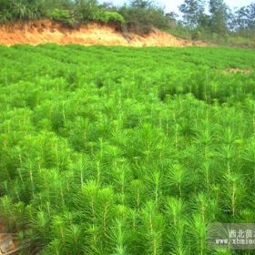 供应广西马尾松苗 湿地松苗 杉木苗 松木苗