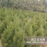 南京蜀檜苗木種植基地蜀檜價格