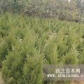 南京蜀檜苗木種植基地蜀檜價格