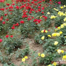 月季花直销 月季花货源充足