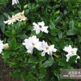 梔子花直銷(xiāo) 梔子花貨源充足