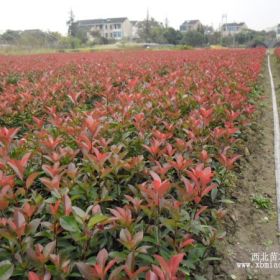 紅葉石楠 球顆、小苗 大量有售