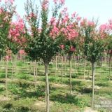 四川精品紅花紫薇、紅花紫薇基地、批發(fā)紅花紫薇