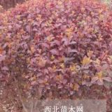 周至營養(yǎng)缽紅葉李