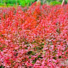 紅葉小檗花期4月份．果熟期8—10月份。