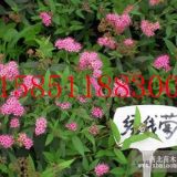 繡線菊小苗價(jià)格繡線菊小苗產(chǎn)地報(bào)價(jià)價(jià)格