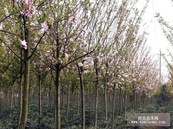 西府海棠樹，垂絲海棠樹