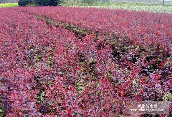 供應(yīng)紅葉石楠、紅葉小檗、金葉蕕