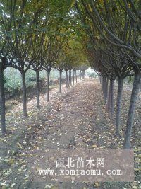 7公分樱花价格