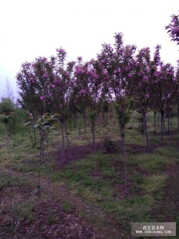 樱花基地|四川樱花批